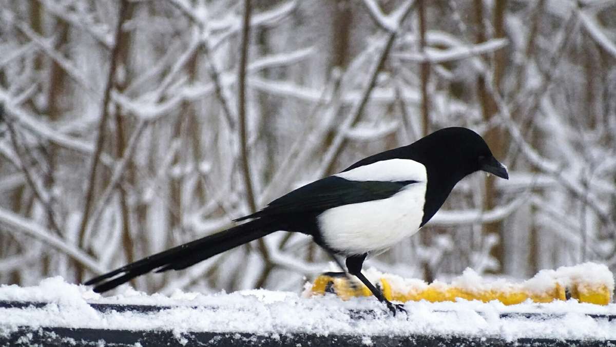 ������ - ��������. ����� �������� �������� �� PhotoGeek.ru #����� #�������� ���