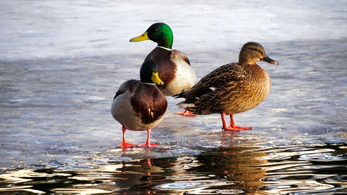 ������ ������. ����� �������� �������� �� PhotoGeek.ru #����� #�������� ���