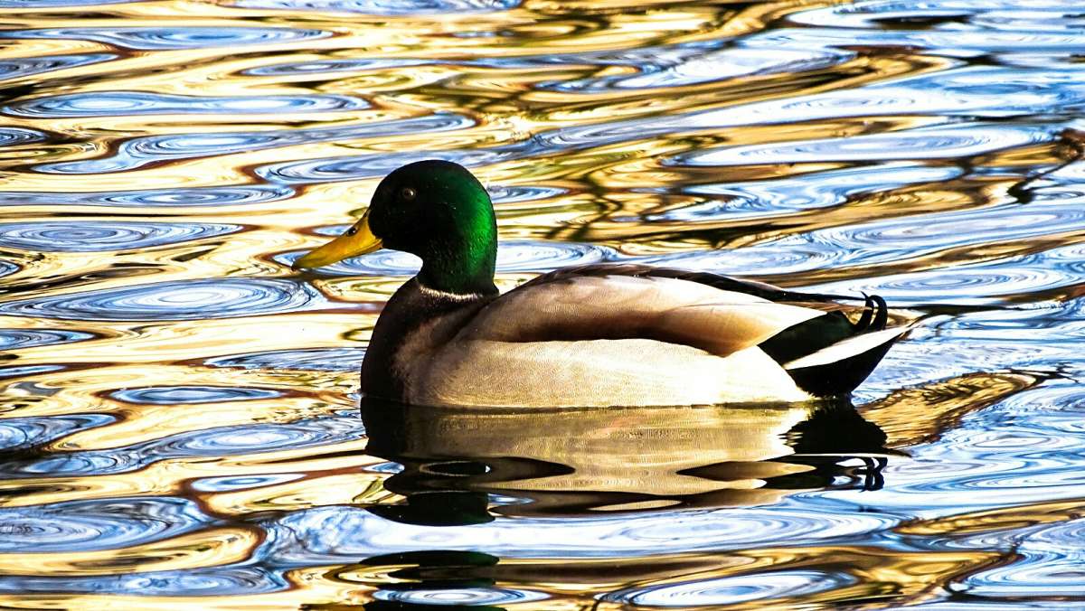 �������� � "�������" ����. ����� �������� �������� �� PhotoGeek.ru #����� #�������� ���