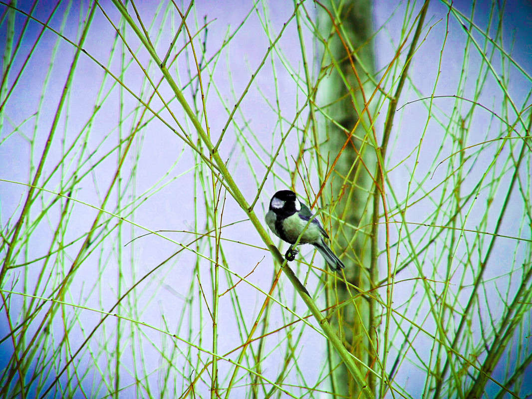 Синичка / Синичка / Фотография на PhotoGeek.ru