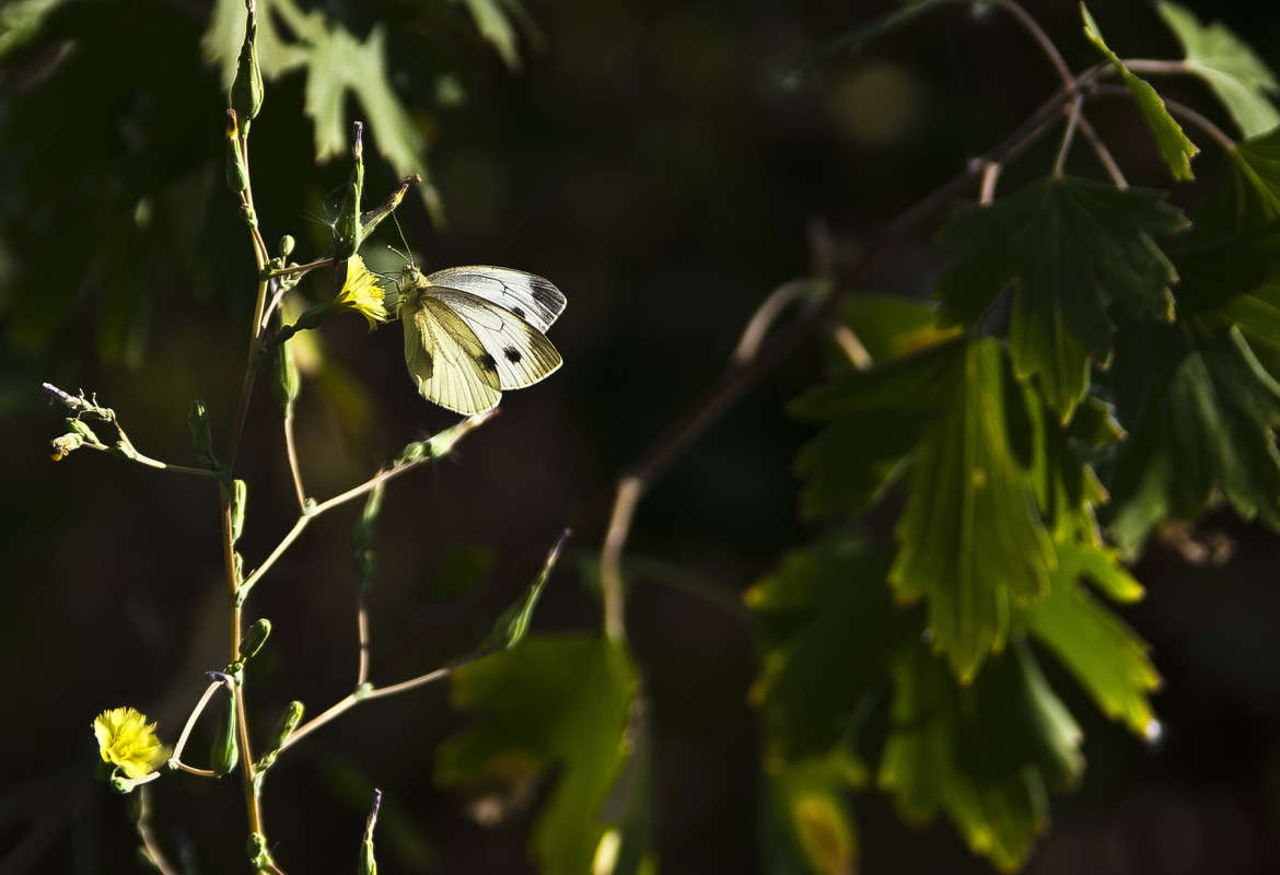 ������� ����� ����� ������� �� PhotoGeek.ru #�����