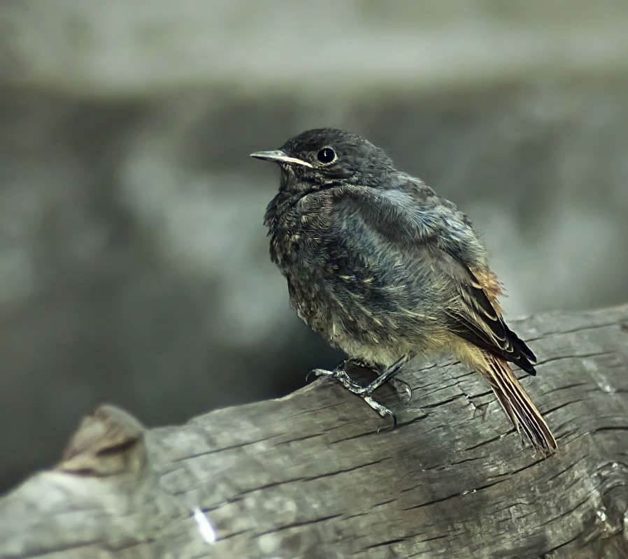 ��������� ����� ����� ������� �� PhotoGeek.ru #�������� ���