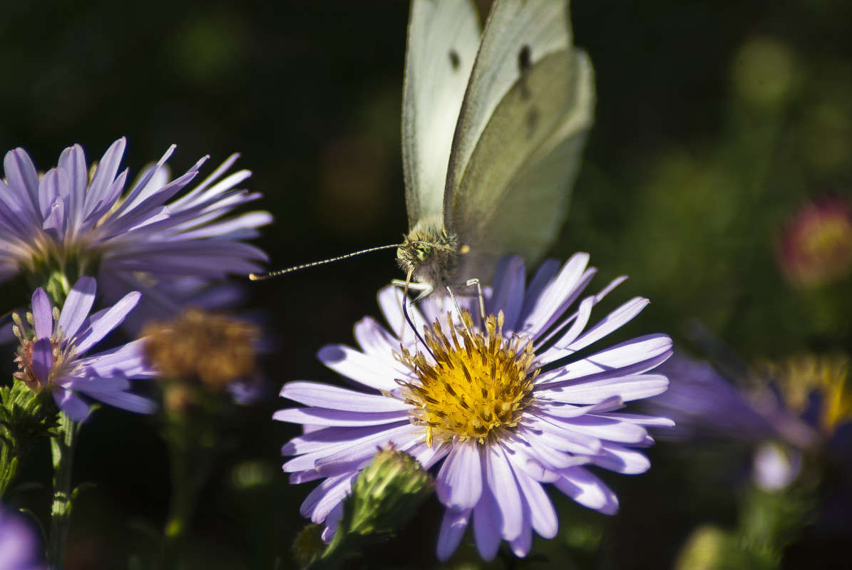 ������ ����� ����� ������� �� PhotoGeek.ru #�����