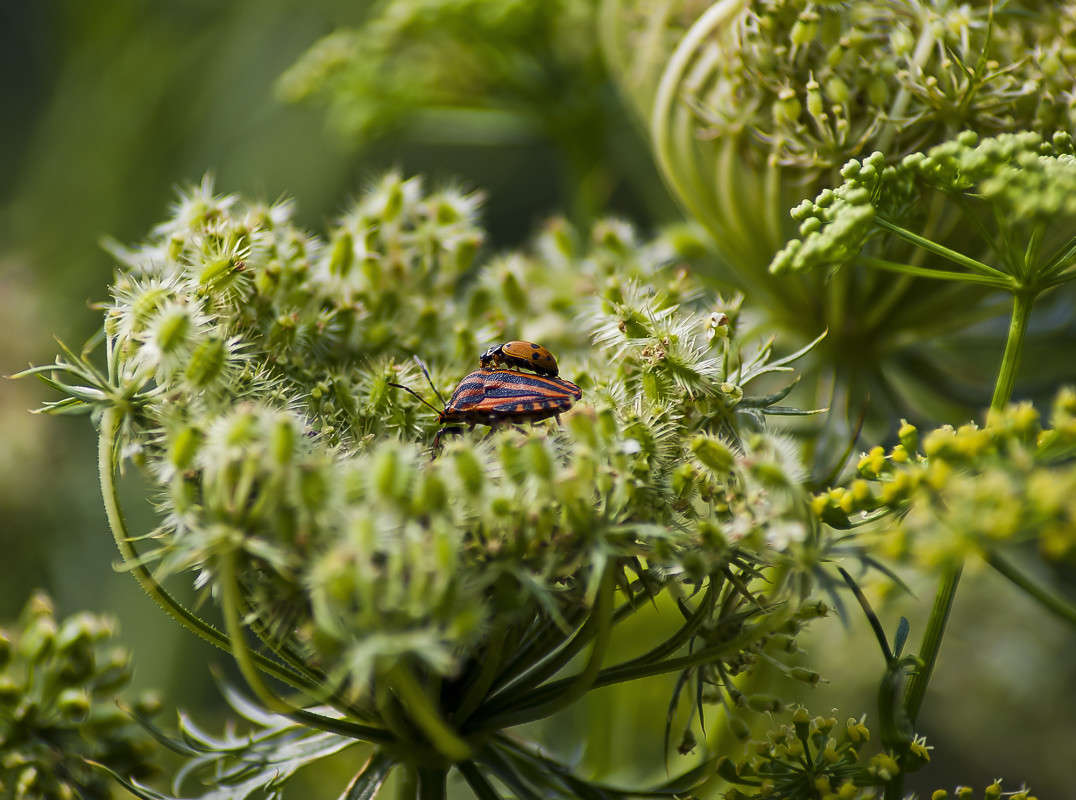 ����� �� ������ ���� ����� ����� ������� �� PhotoGeek.ru #�����