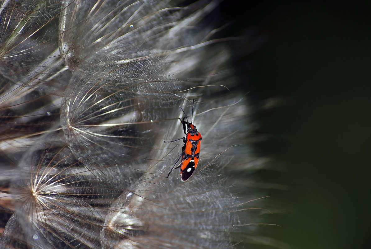 ����� ������ ����� ����� ������� �� PhotoGeek.ru #�����