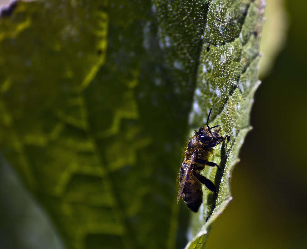 ������� ����� ����� ������� �� PhotoGeek.ru #�����