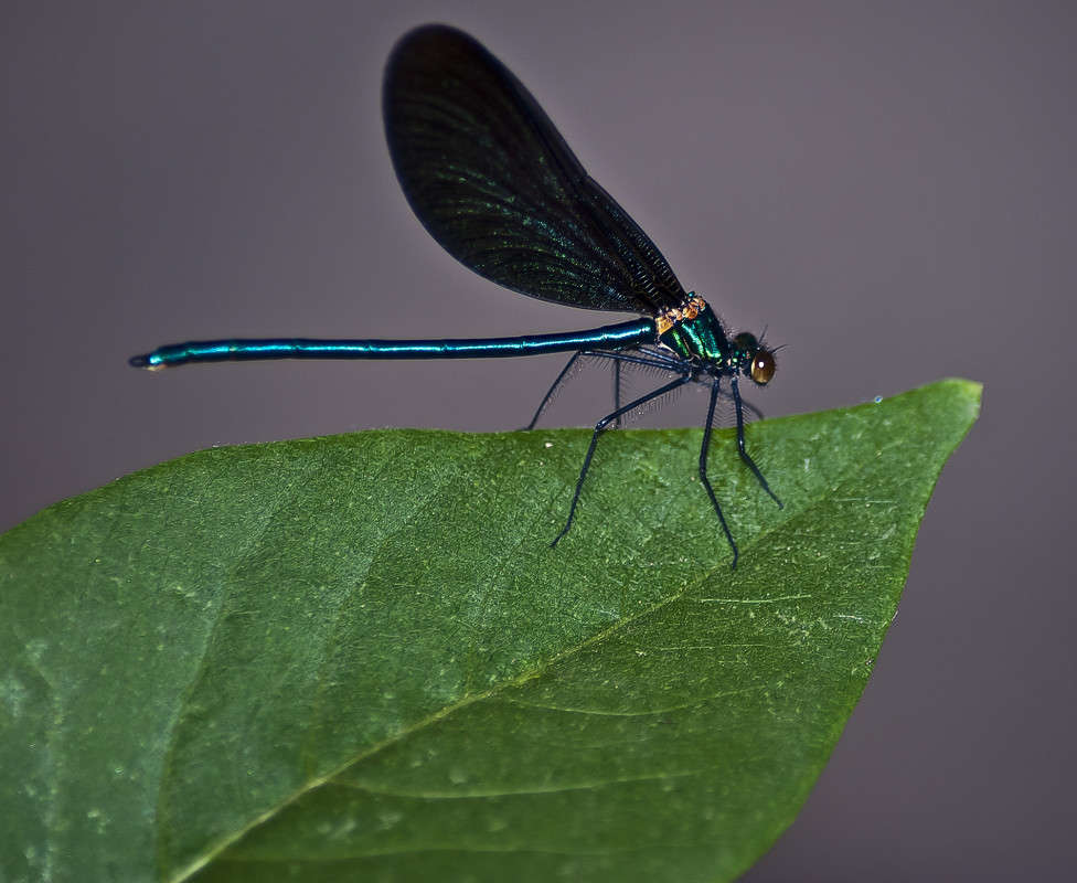 �������� ����� ����� ������� �� PhotoGeek.ru #�����