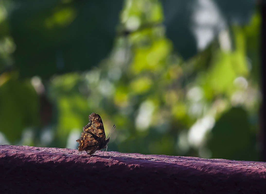 ������� ����� ����� ������� �� PhotoGeek.ru #�����