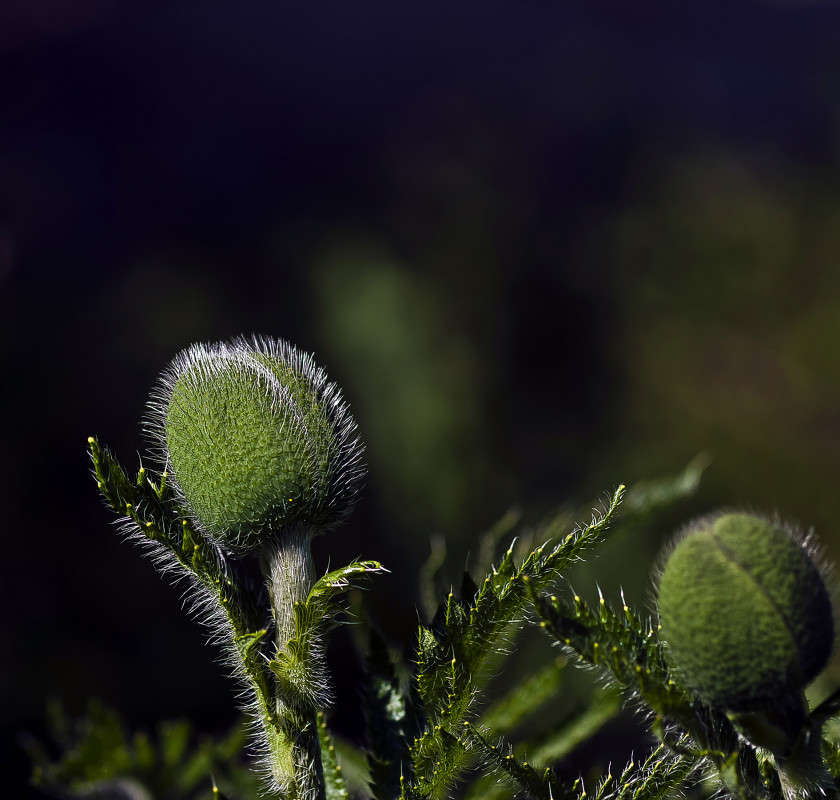 ������� ���� ����� ����� ������� �� PhotoGeek.ru #�����