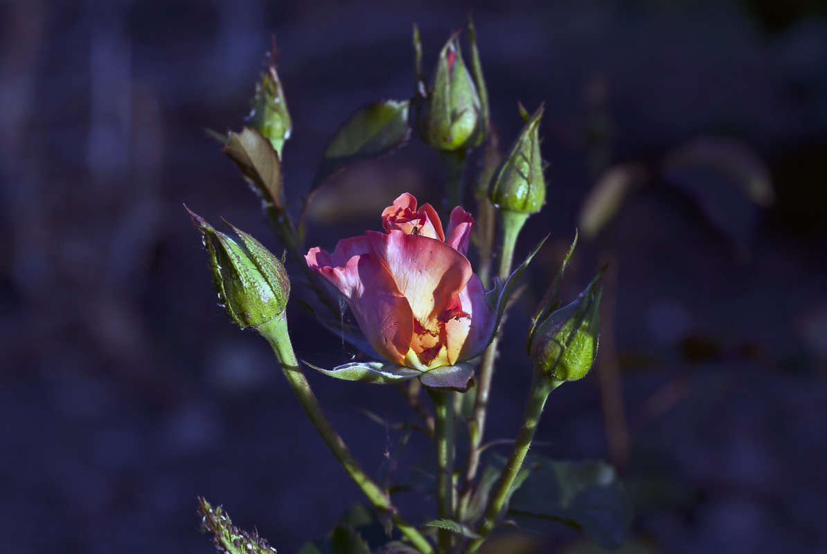 ���� ����� ����� ������� �� PhotoGeek.ru #������ ��� �������