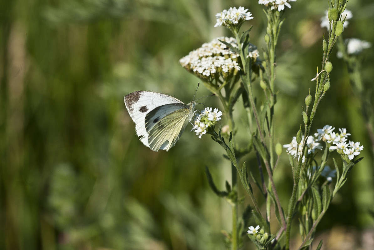 ������ ����� ����� ������� �� PhotoGeek.ru #�����