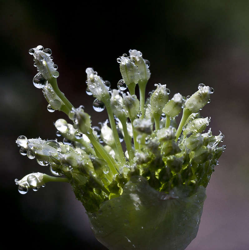 ����������� ����� ����� ����� ������� �� PhotoGeek.ru #�����