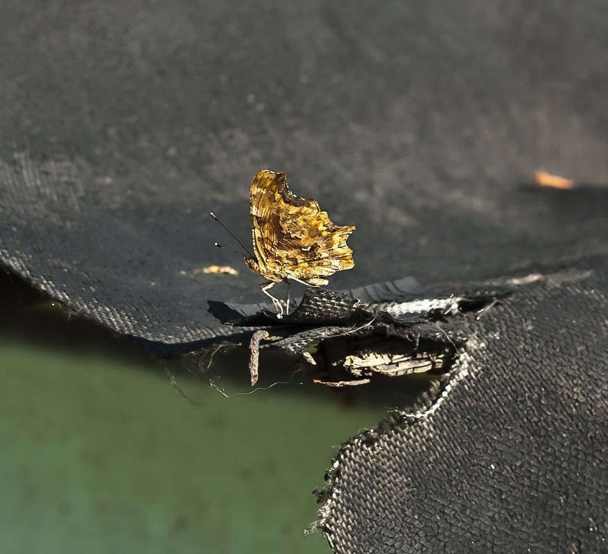 ��� ��������� ����� ����� ������� �� PhotoGeek.ru #�����