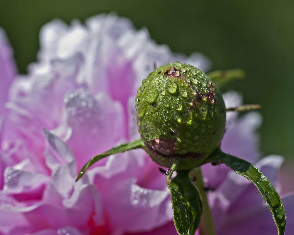 ����� �������� ����� ����� ������� �� PhotoGeek.ru #�����