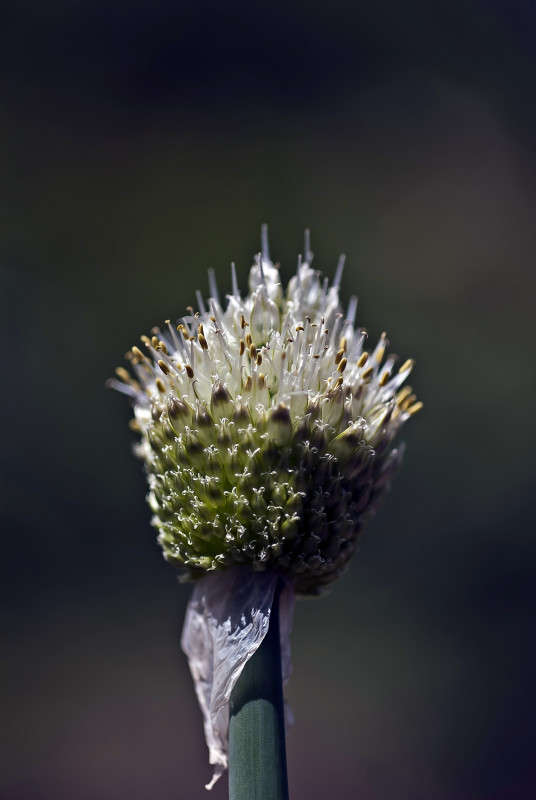 �������� ���� ����� ����� ������� �� PhotoGeek.ru #�����