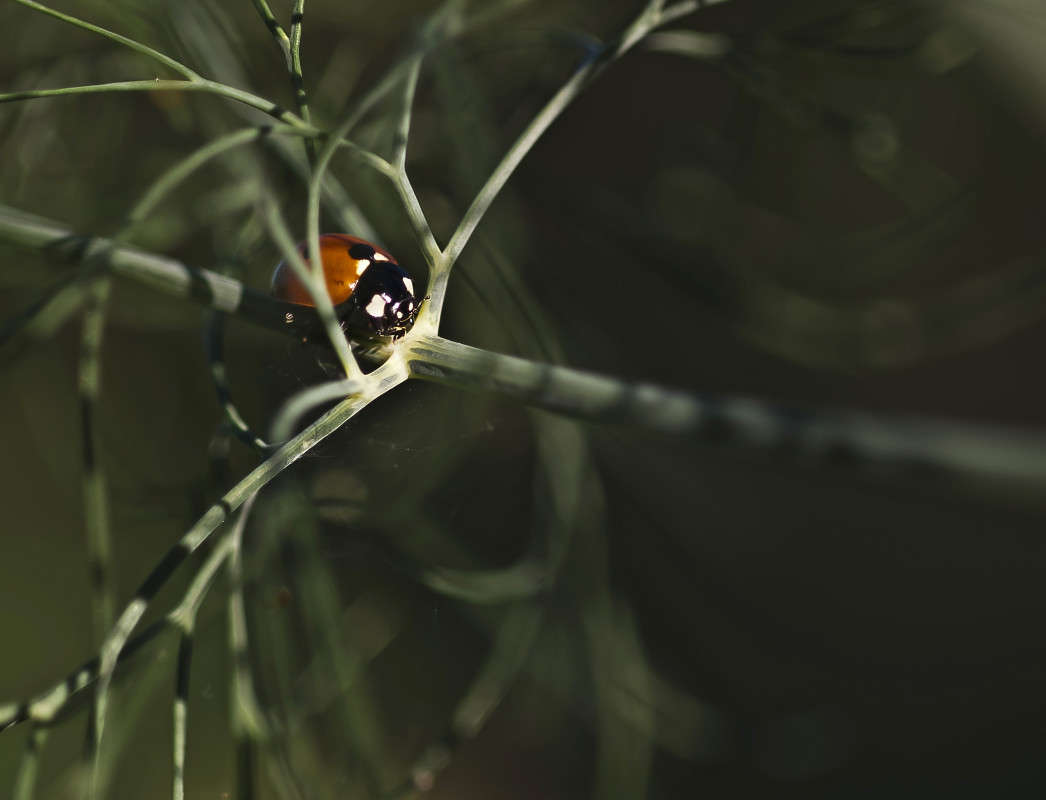 ����� � ������������ ��� ����� ����� ������� �� PhotoGeek.ru #�����