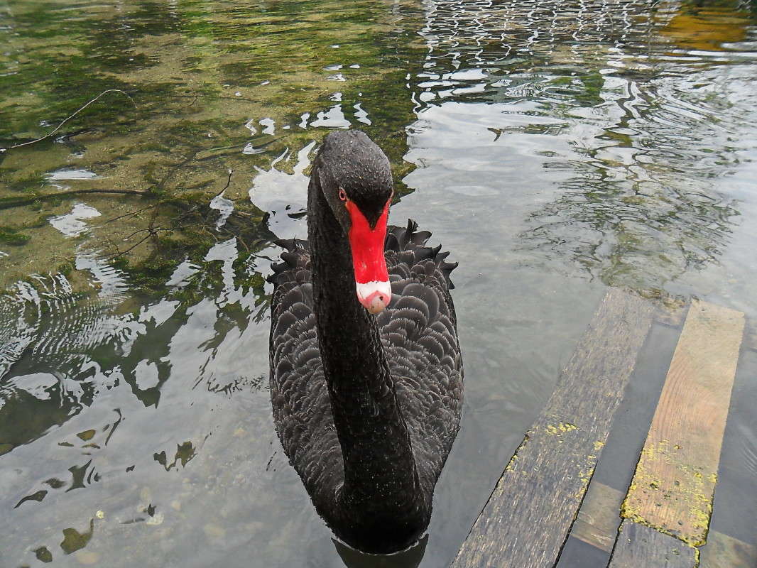 ������ ������... ����� vladimir tamoza �� PhotoGeek.ru #�������� ���