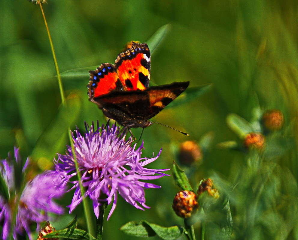 ���������� ����� vladimir tamoza �� PhotoGeek.ru #�������� ���