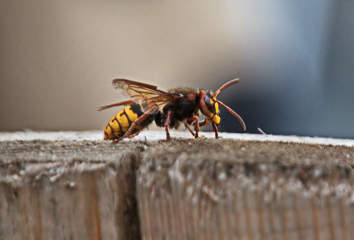 �����....(((.  (�������) ����� vladimir tamoza �� PhotoGeek.ru #����� #�������� ���