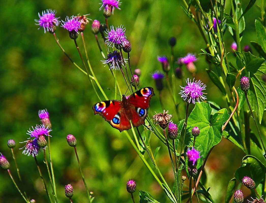 ������ ����... ����� vladimir tamoza �� PhotoGeek.ru #������ ��� ������� #��������� #������