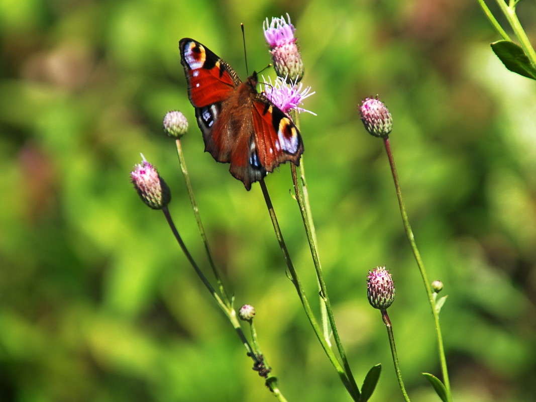 � ������ ����.. ����� vladimir tamoza �� PhotoGeek.ru #������ ��� ������� #����� �������������� #������