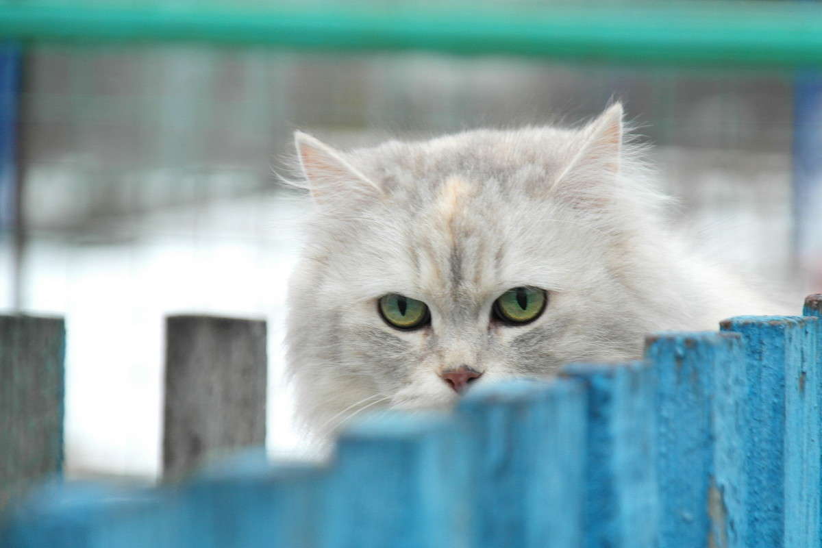 �������� �������.... ����� vladimir tamoza �� PhotoGeek.ru #�������� ��� #�������� ���
