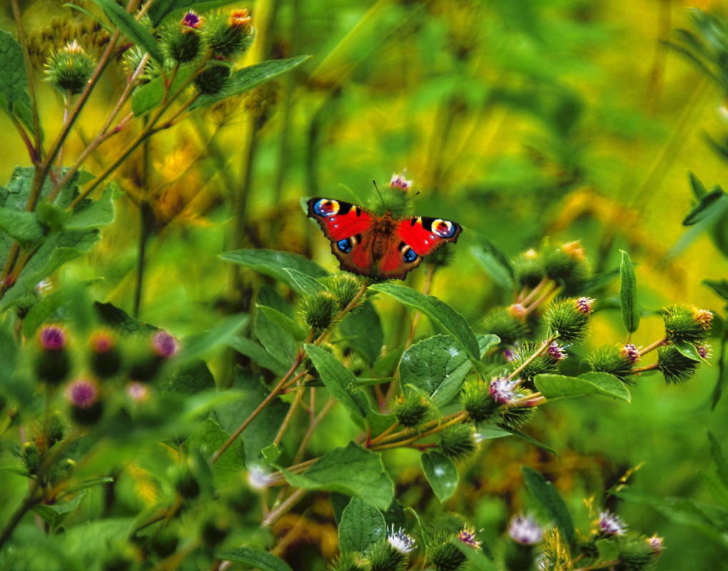 �� ������� ����... ����� vladimir tamoza �� PhotoGeek.ru #������ ��� ������� #��������� #������