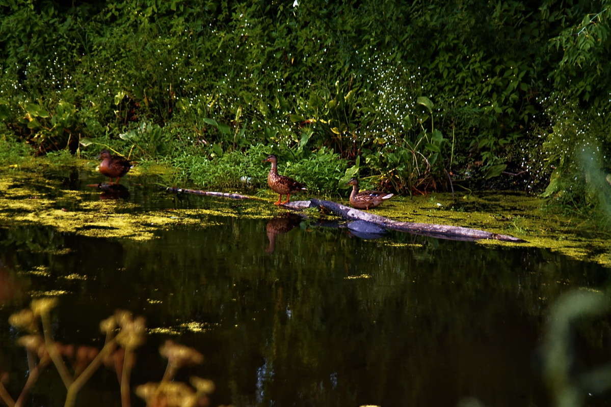 ���������.. ����� vladimir tamoza �� PhotoGeek.ru #�������� ���