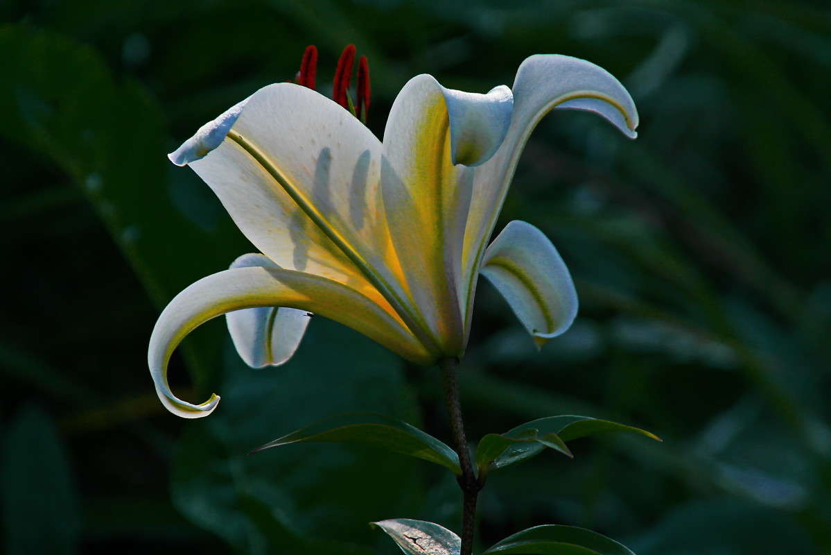 Цветок Клеопатра Лилия