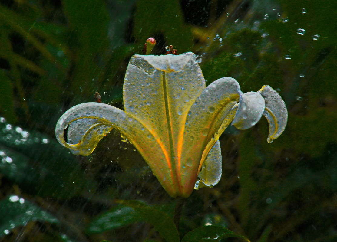 ��������� �����........ ����� vladimir tamoza �� PhotoGeek.ru #������ ��� ������� #����� �������������� #��������� #������