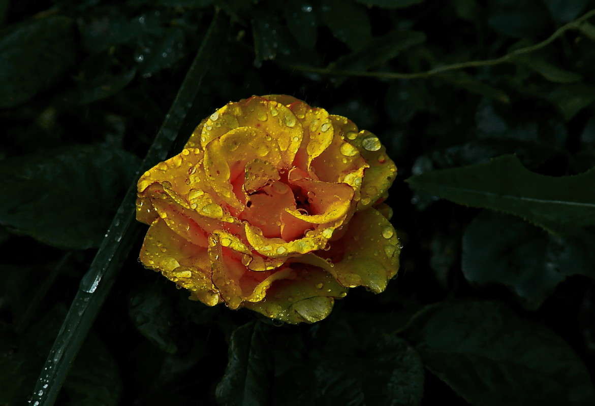 ����� �����.. ����� vladimir tamoza �� PhotoGeek.ru #����� �������������� #��������� #������