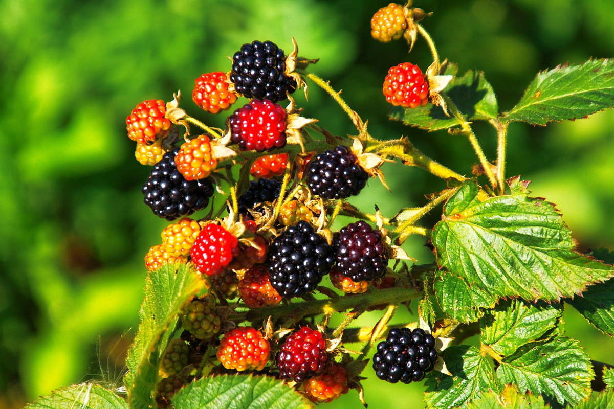 ������ ������...(�������) ����� vladimir tamoza �� PhotoGeek.ru #����� �������������� #��������� #������