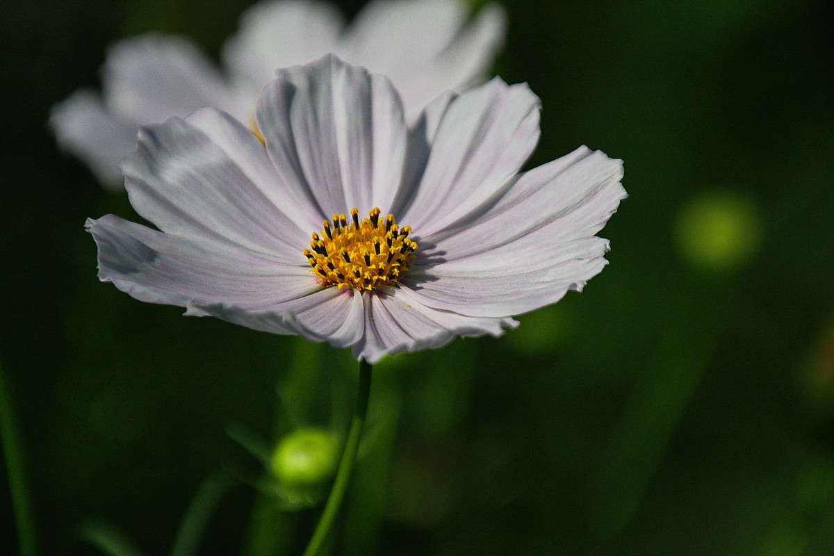 ������ ����� vladimir tamoza �� PhotoGeek.ru #����� �������������� #������