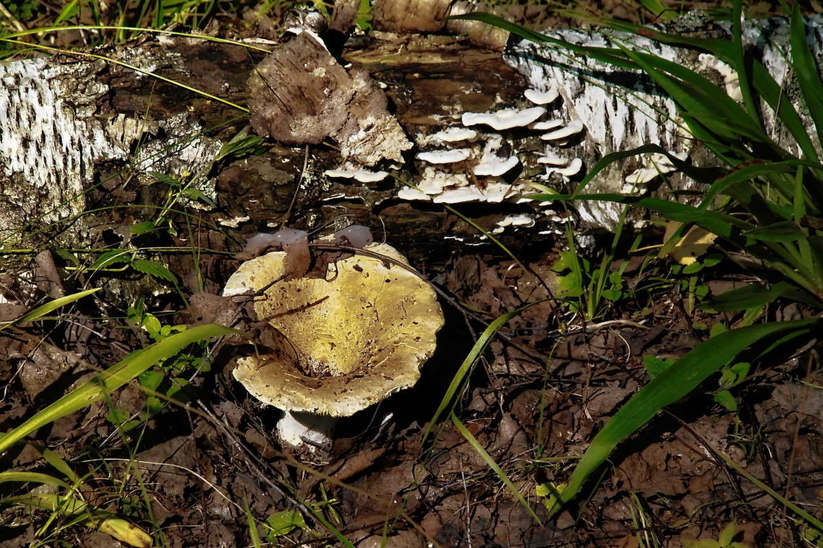 � ����.. ����� vladimir tamoza �� PhotoGeek.ru #����� �������������� #������