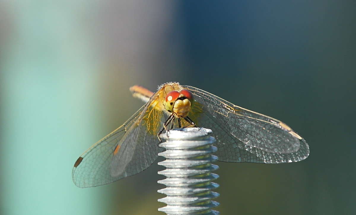 �������� - ������� ������... ����� vladimir tamoza �� PhotoGeek.ru #�������� ��� #��������� #������