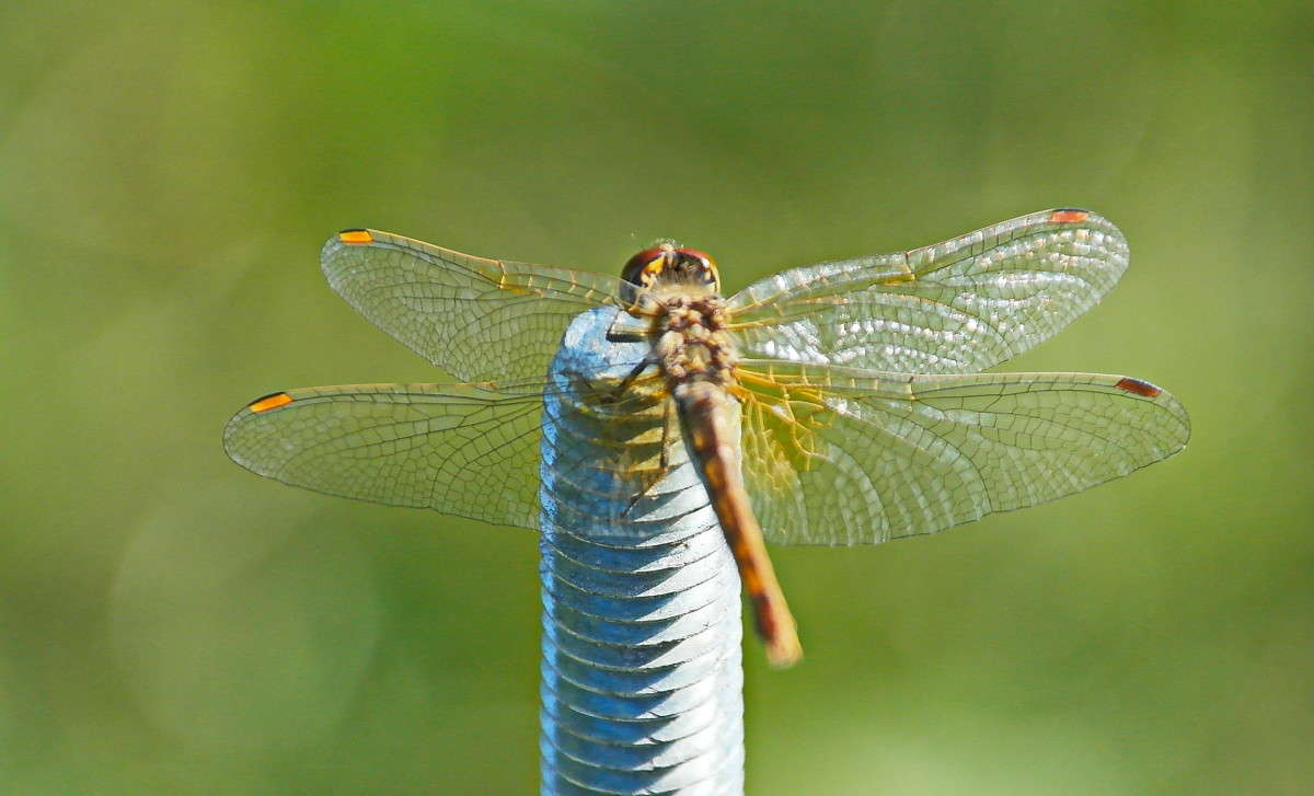 ������� ������... ����� vladimir tamoza �� PhotoGeek.ru #����� #�������� ��� #��������� #������