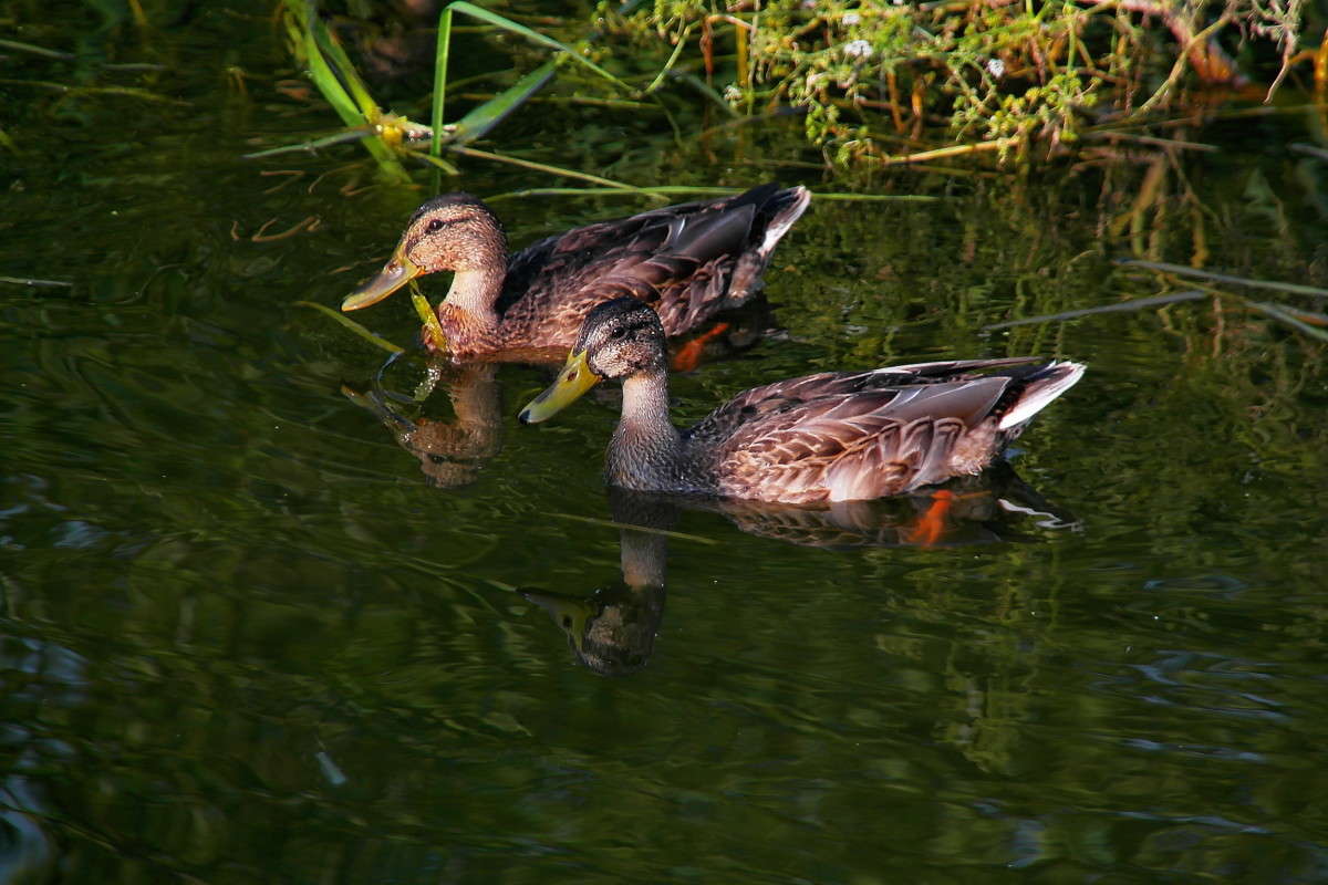 ���� ... ����.. ����� vladimir tamoza �� PhotoGeek.ru #�������� ��� #����� ��� ��� ��������� #������