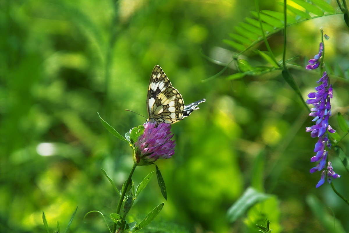 ������ �����.. ����� vladimir tamoza �� PhotoGeek.ru #������ ��� ������� #����� �������������� #��������� #������