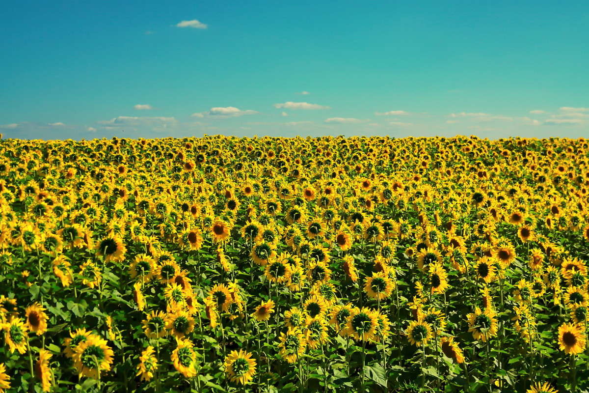 ��������� ����.. ����� vladimir tamoza �� PhotoGeek.ru #������ ��� ������� #��������� #������