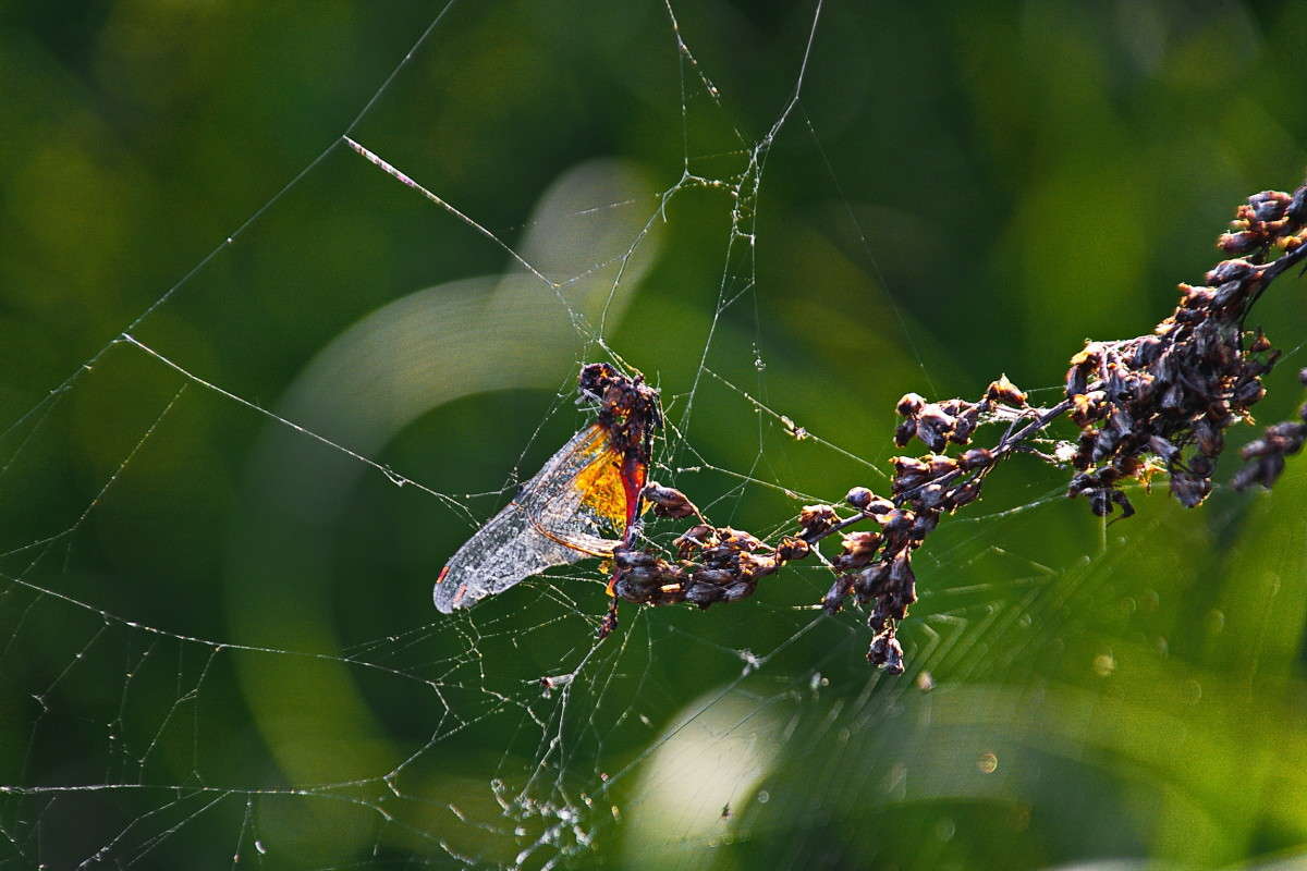 ������... ����� vladimir tamoza �� PhotoGeek.ru #�������� ��� #��������� #������