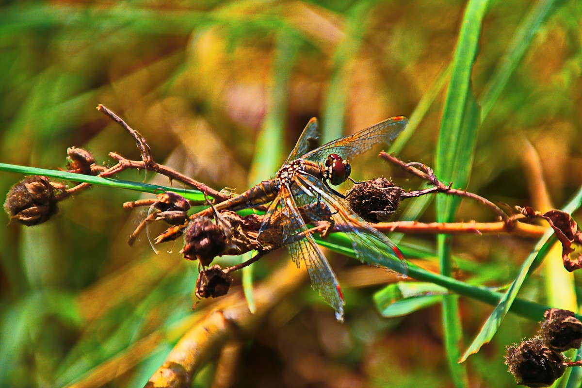 ������� ��������... ����� vladimir tamoza �� PhotoGeek.ru #�������� ��� #��������� #������