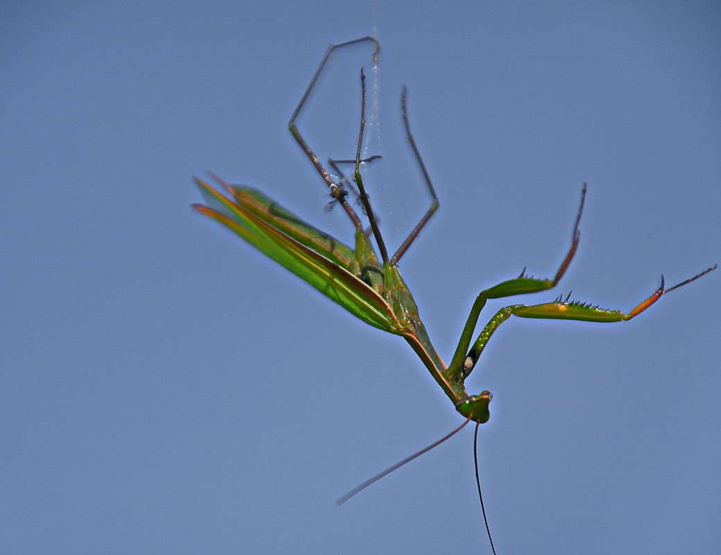 ������� - ����� ��������....... ����� vladimir tamoza �� PhotoGeek.ru #�������� ��� #��������� #������