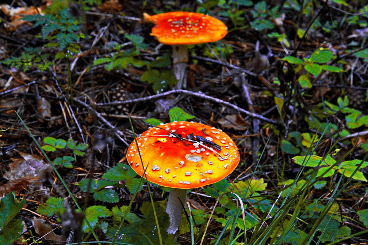 ������� ��������... ����� vladimir tamoza �� PhotoGeek.ru #����� �������������� #��������� #������