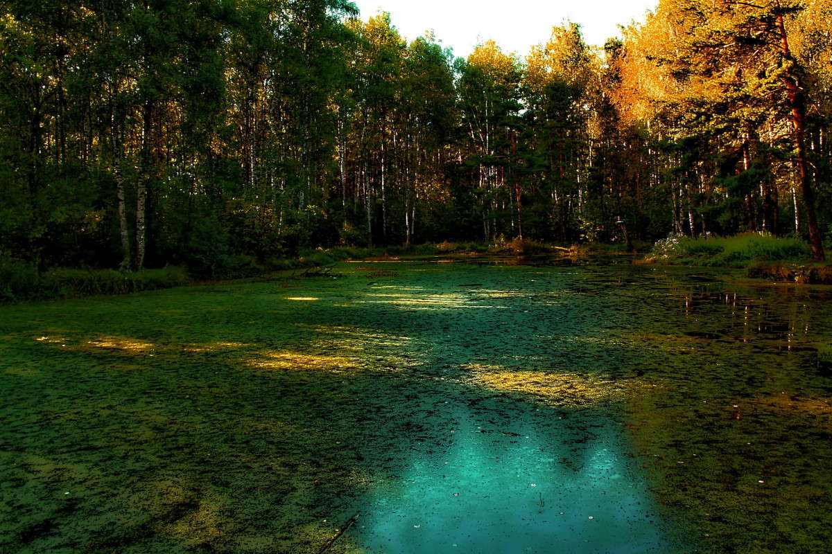 ��������.... ����� vladimir tamoza �� PhotoGeek.ru #������ ��� ������� #��������� #������ #����� ��������