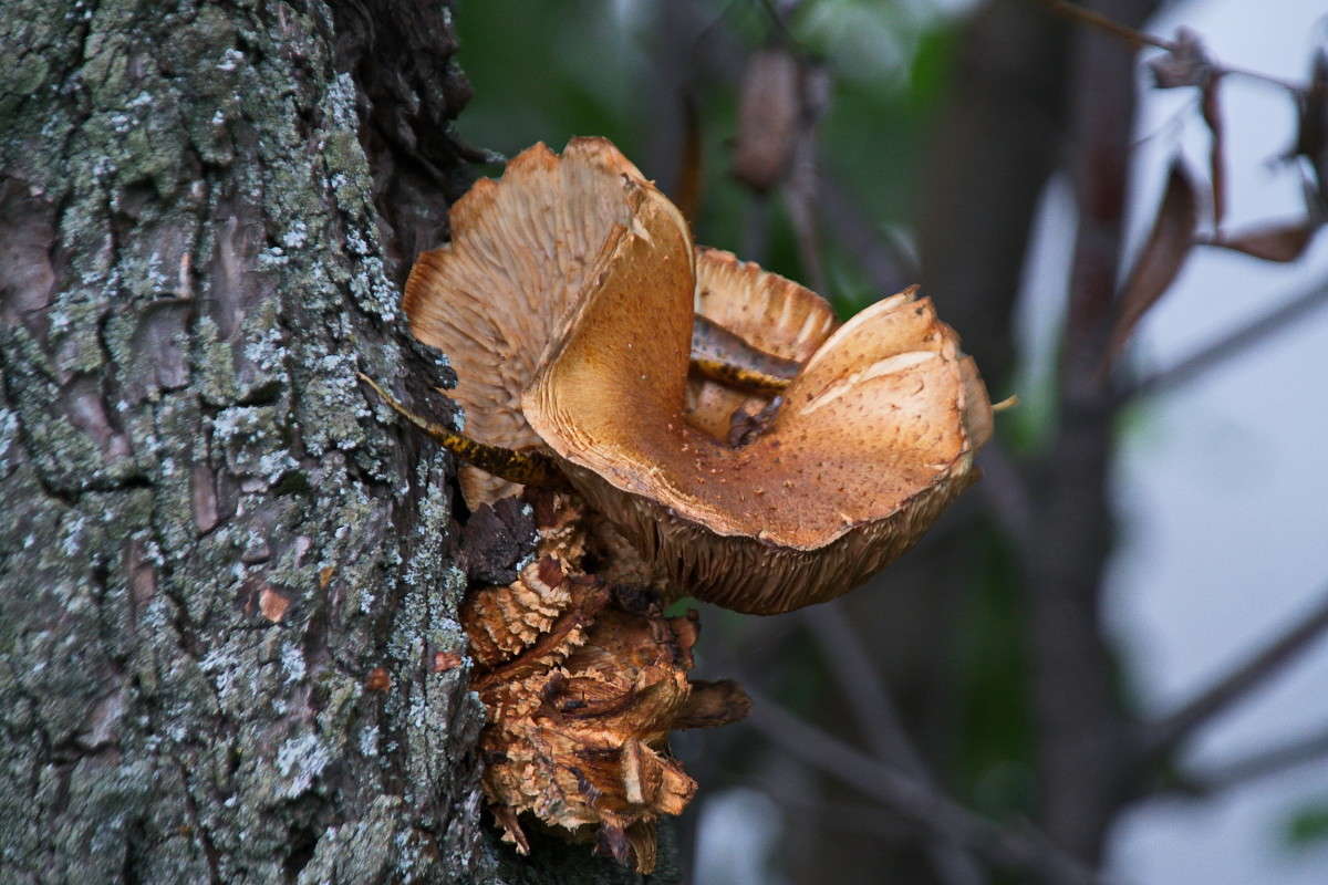 ... ����� vladimir tamoza �� PhotoGeek.ru #������ ��� ������� #��������� #������