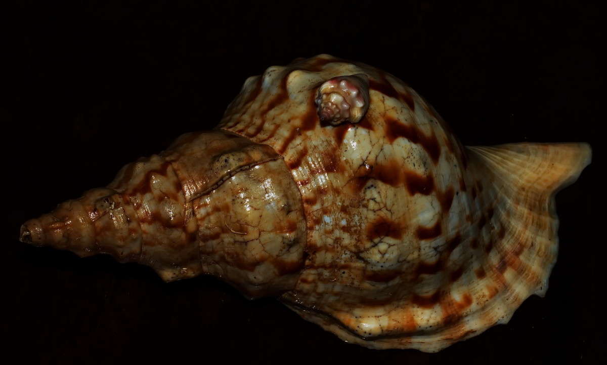 �������� ����� vladimir tamoza �� PhotoGeek.ru #��������� #������