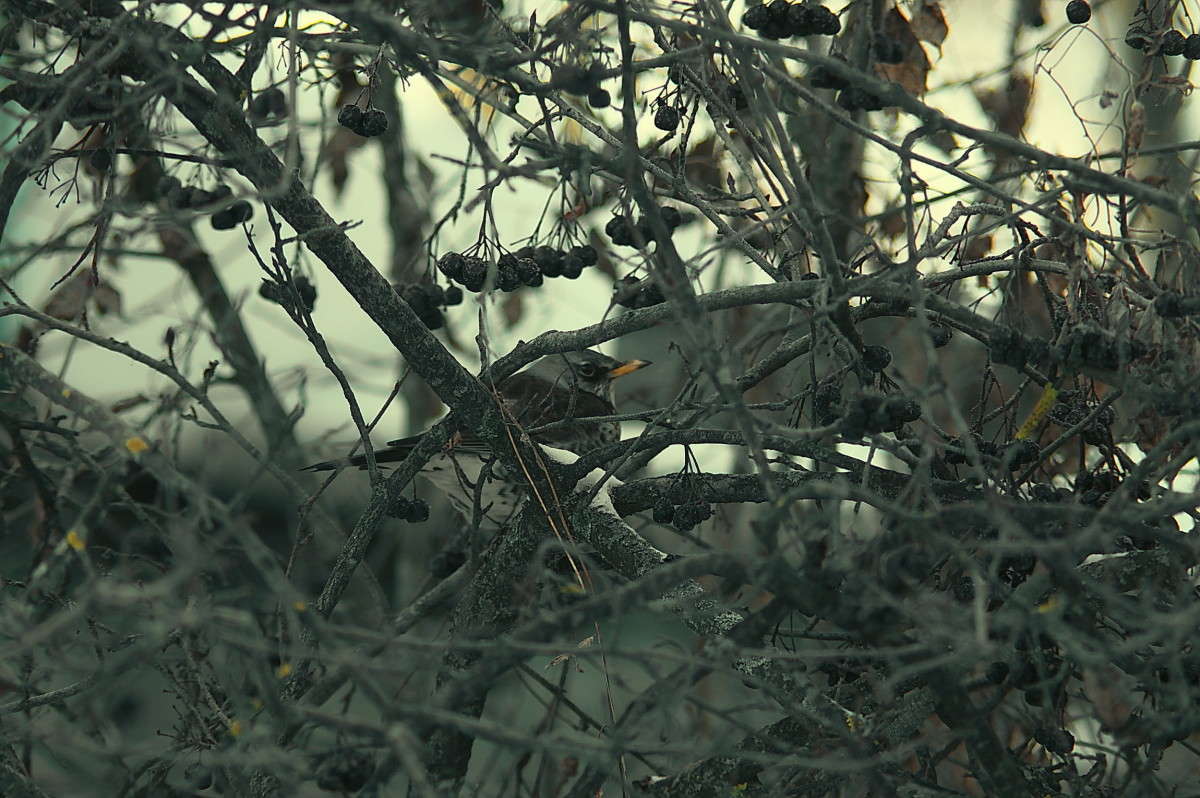 ����������.. ����� vladimir tamoza �� PhotoGeek.ru #�������� ��� #��������� #������ #����� ��������