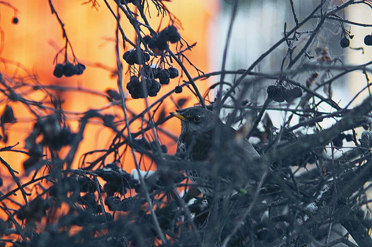 �� �����... ����� vladimir tamoza �� PhotoGeek.ru #�������� ��� #������ ��� ������� #��������� #������