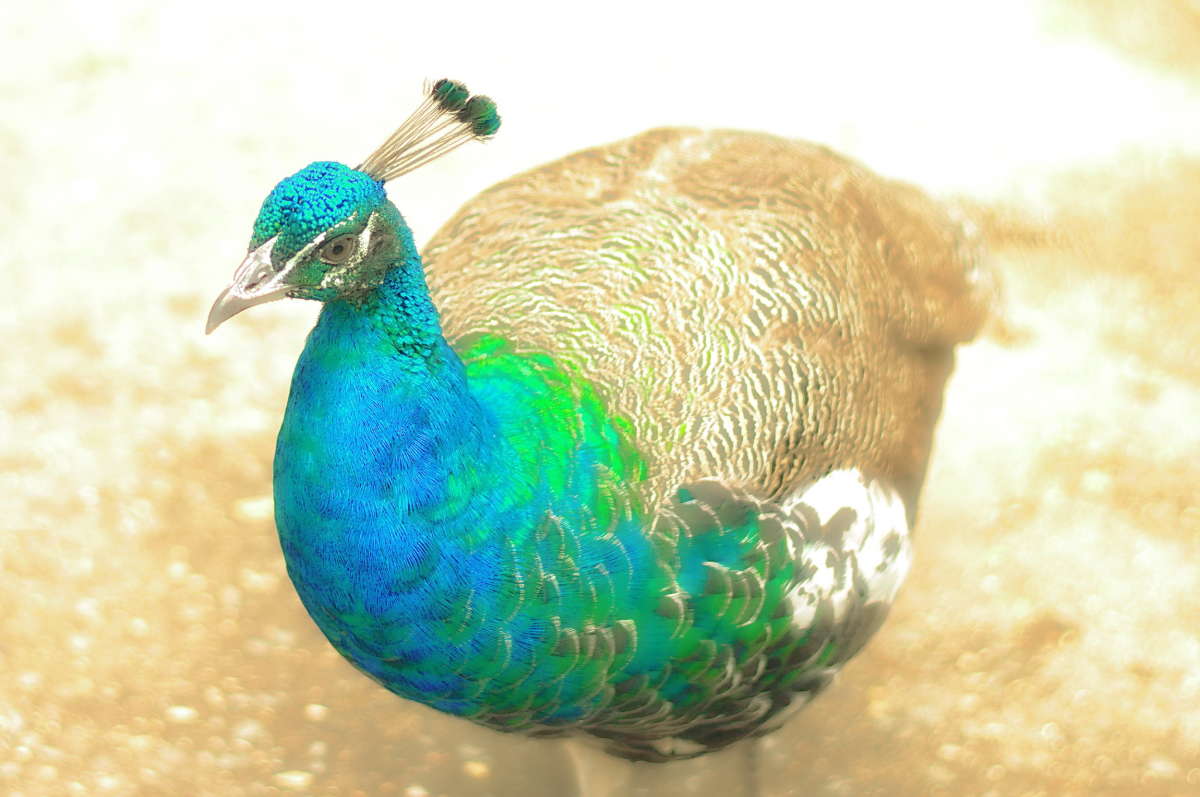 ... ����� vladimir tamoza �� PhotoGeek.ru #�������� ��� #������