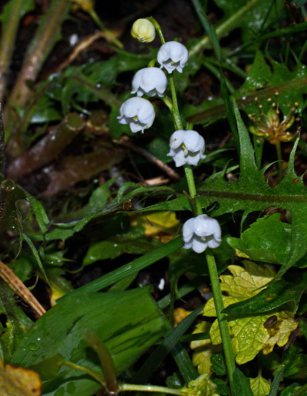 ������ �����.... ����� vladimir tamoza �� PhotoGeek.ru #������.�����.���������.